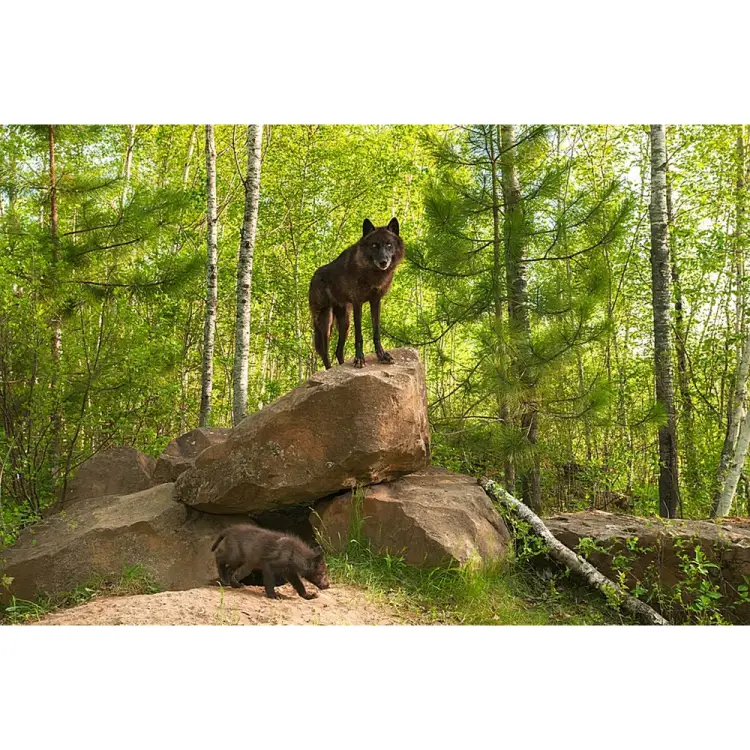 Фотообои Студия фотообоев Волчица с волчонком 1408590