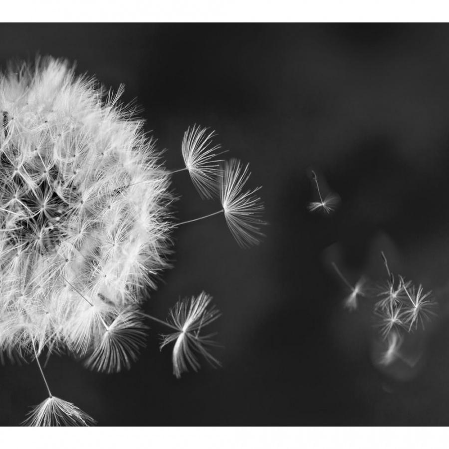 Фотообои DIVINO Одуванчик