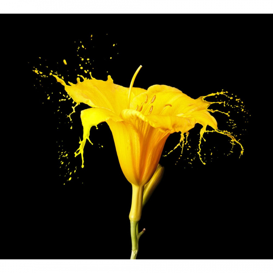 Фотообои DIVINO Желтый цветок