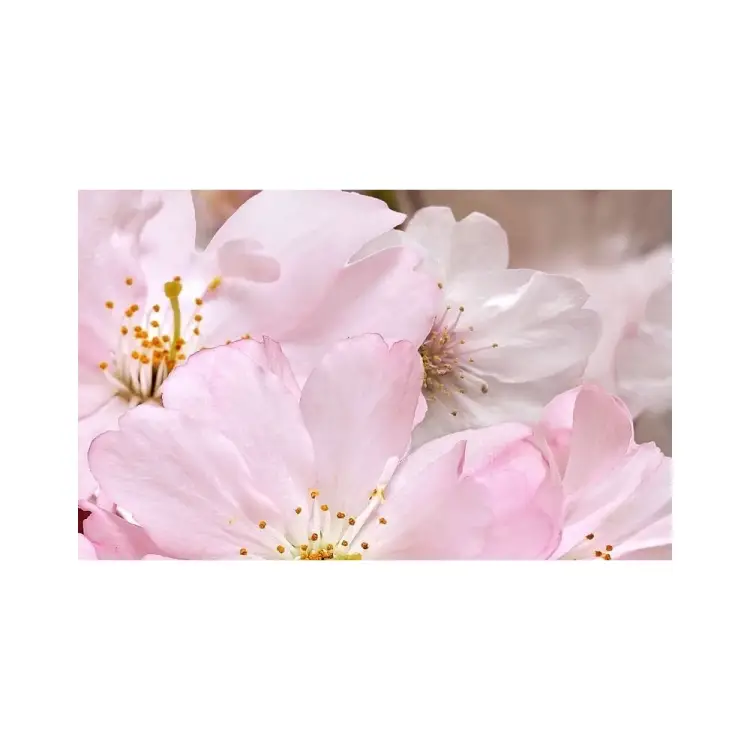 Декоративный массив Belleza Букет СК000010772