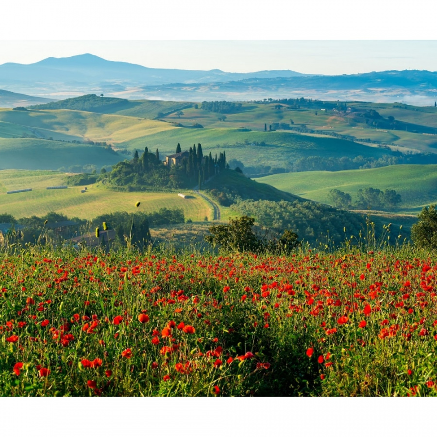 Фотообои PRIMAVERA Маковое поле