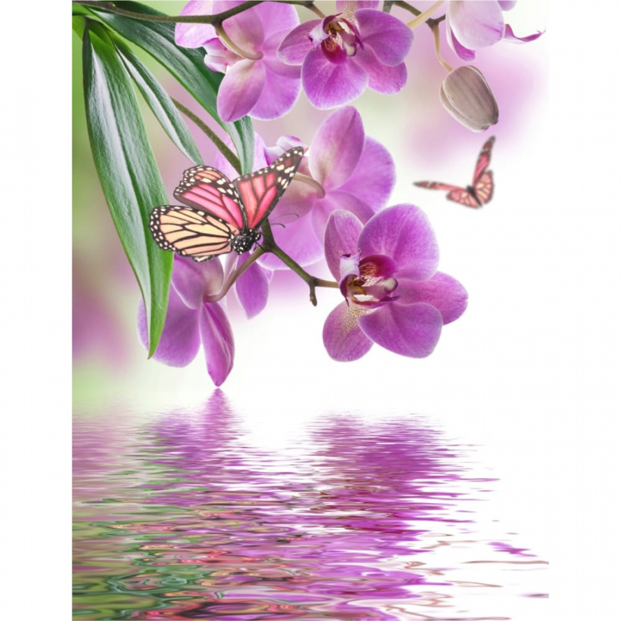 Фотообои Dekor Vinil Орхидея и бабочки