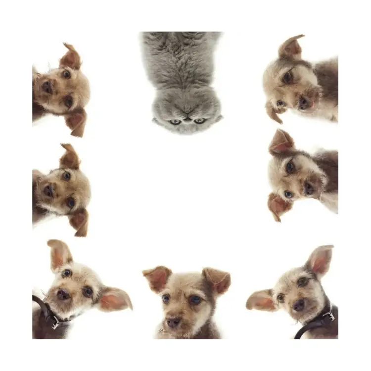 Тканевая шторка для ванны Melodia della vita И кто тут главный? MZ-134 20906