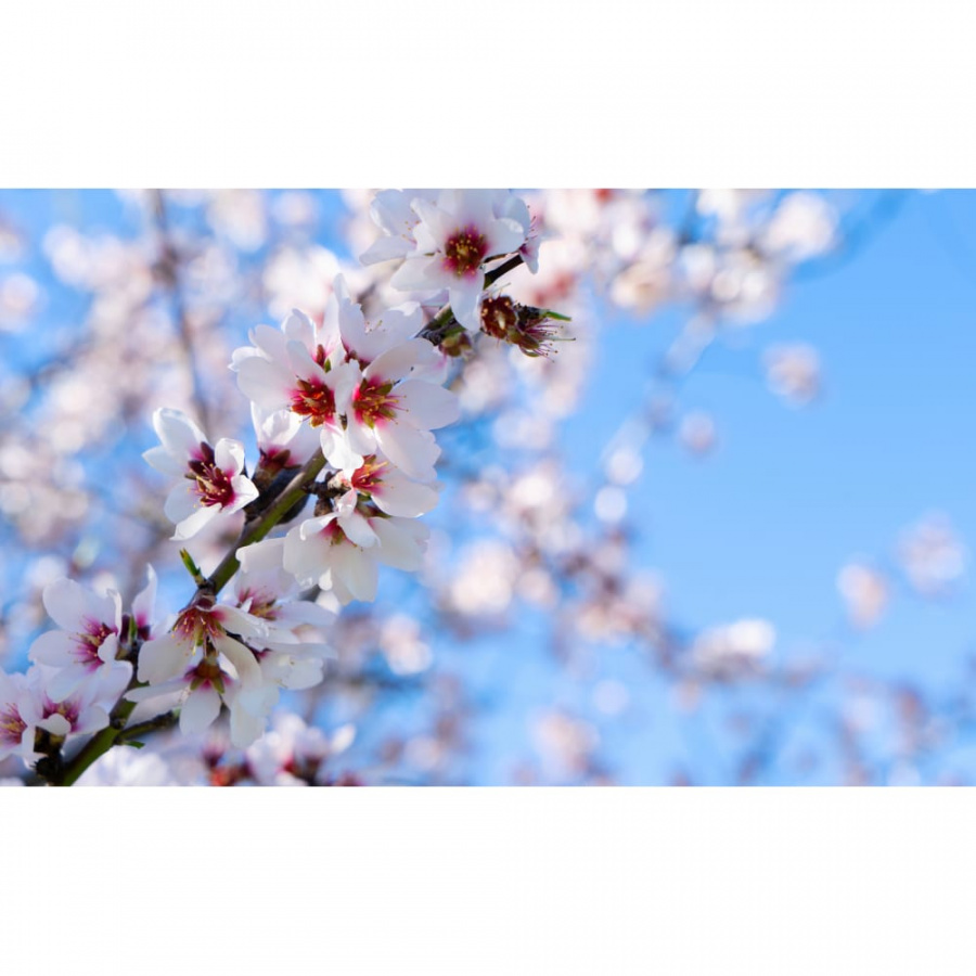 Фотообои PRIMAVERA Весна