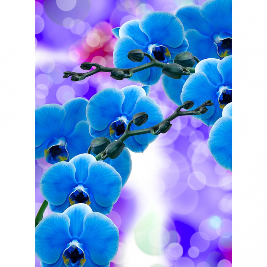 Фотообои DIVINO Синие орхидеи