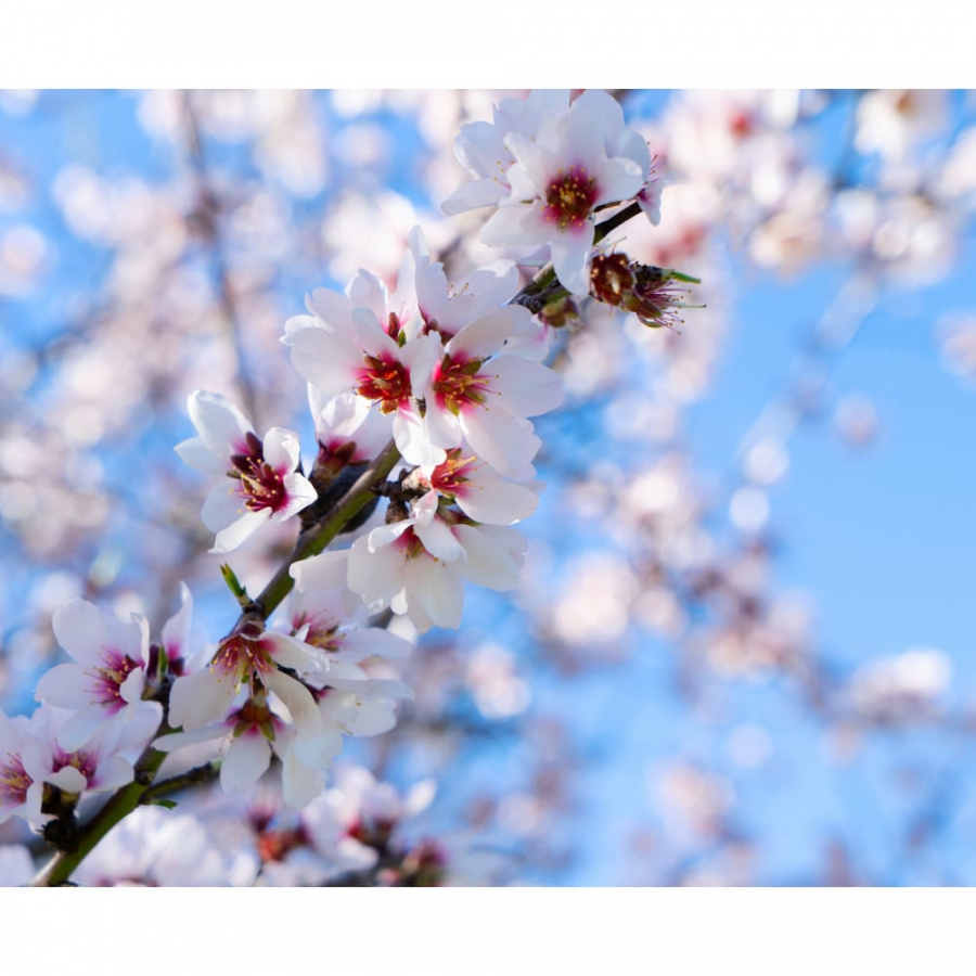 Фотообои PRIMAVERA Весна